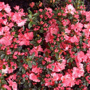 Azalea, Blaauw's Pink #3