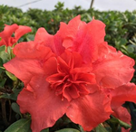 Load image into Gallery viewer, Azalea, Bloom-A-Thon Firebrick Fame #3