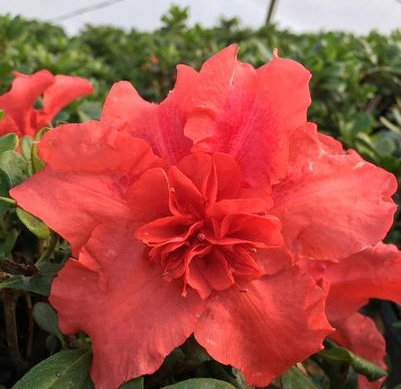 Azalea, Bloom-A-Thon Firebrick Fame #3