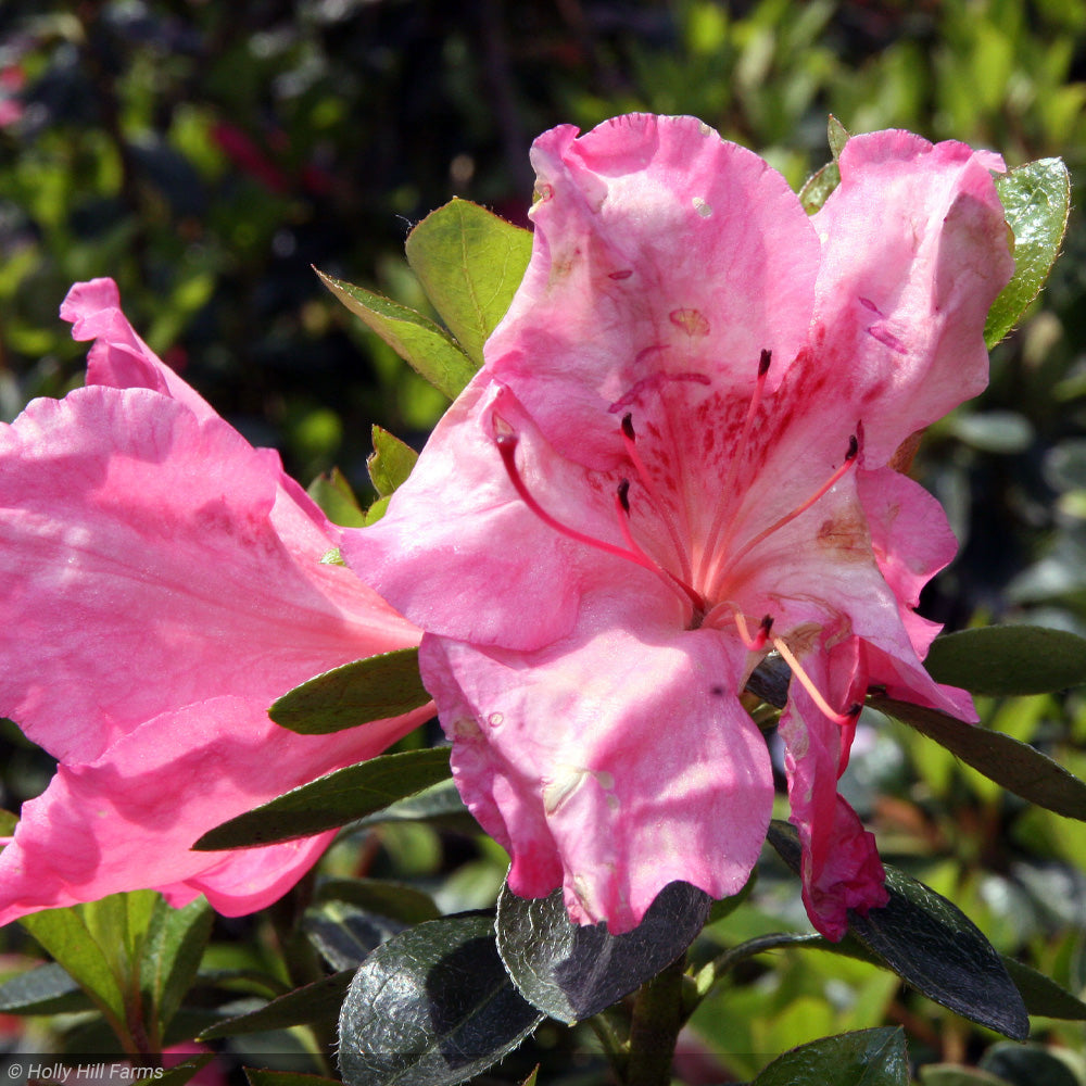 Azalea, Conversation Piece #3 – Greenwood Creek Nursery