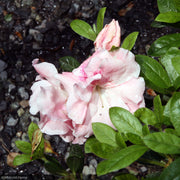 Azalea, Conversation Piece #3