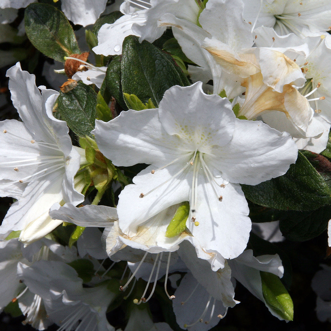 Azalea, Delaware Valley White #3 – Greenwood Creek Nursery