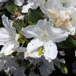 Load image into Gallery viewer, Azalea, Delaware Valley White #3
