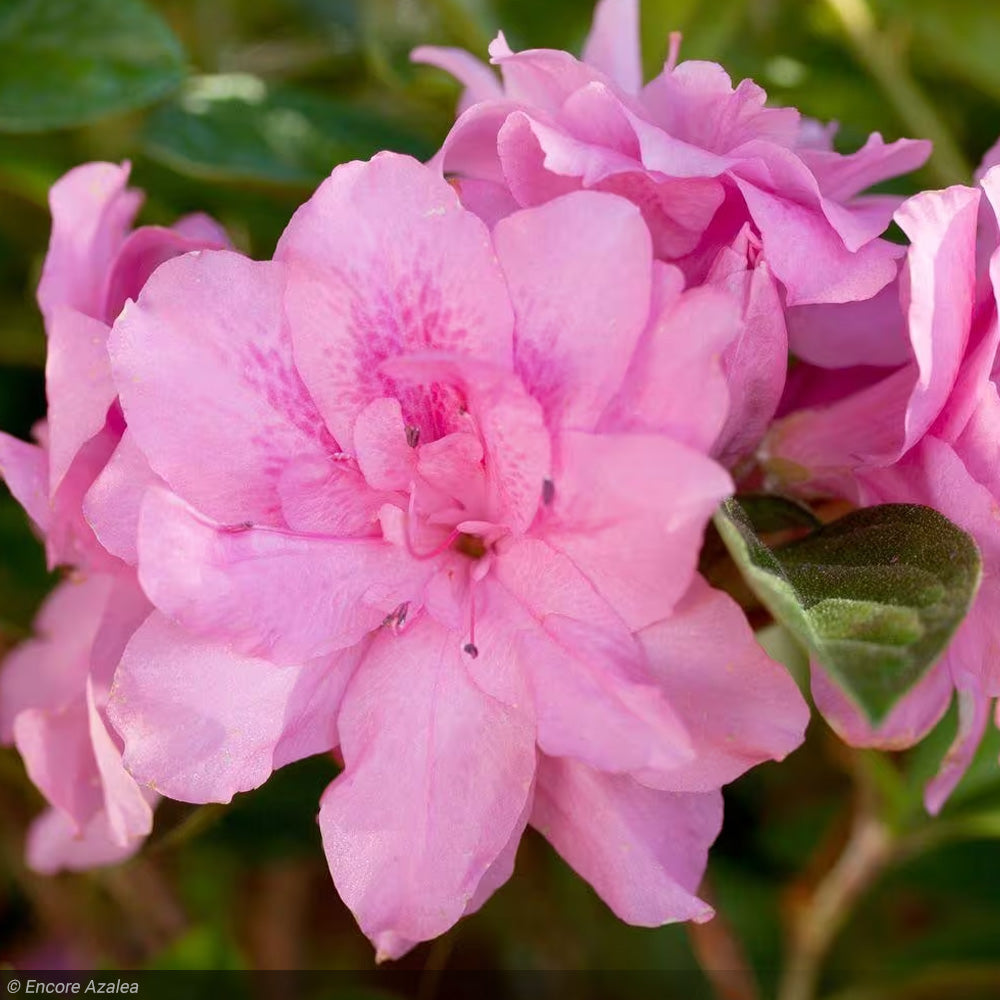 Azalea, Encore Autumn Carnation #3