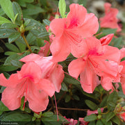 Azalea, Encore Autumn Coral #3