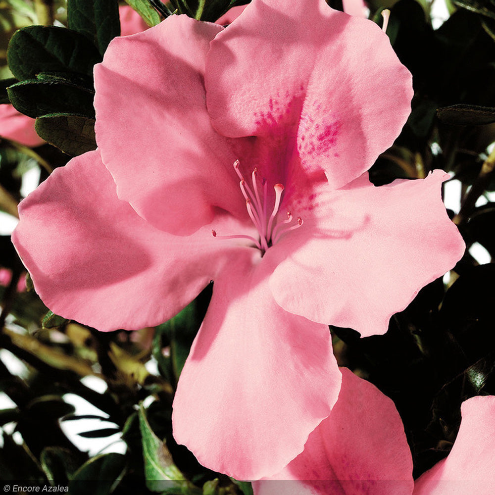 Azalea, Encore Autumn Debutante #3