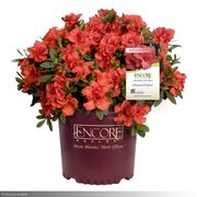 Azalea, Encore Autumn Embers #3