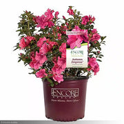 Azalea, Encore Autumn Empress #3