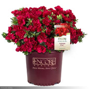 Azalea, Encore Autumn Fire #3