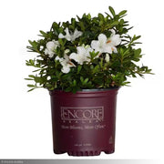 Azalea, Encore Autumn Ivory #3
