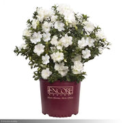 Azalea, Encore Autumn Moonlight #3