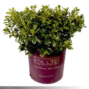 Azalea, Encore Autumn Princess #3