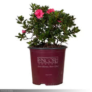 Azalea, Encore Autumn Rouge #3