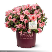Azalea, Encore Autumn Sunburst #3