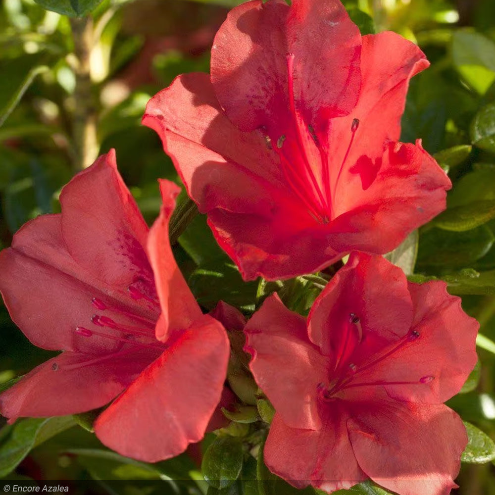 Azalea, Encore Autumn Sunset #3