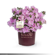 Azalea, Encore Autumn Sweetheart #3