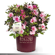 Azalea, Encore Autumn Twist #3