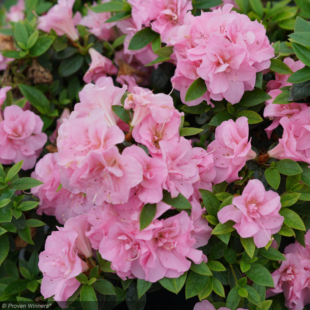 Azalea, Perfecto Mundo Double Pink #3