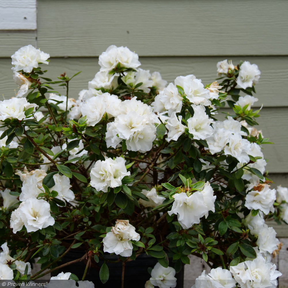 Azalea, Perfecto Mundo Double White #3