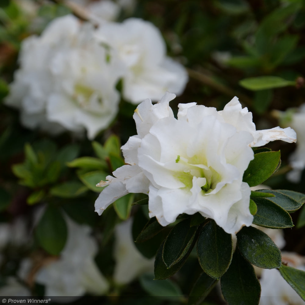 Azalea, Perfecto Mundo Double White #3