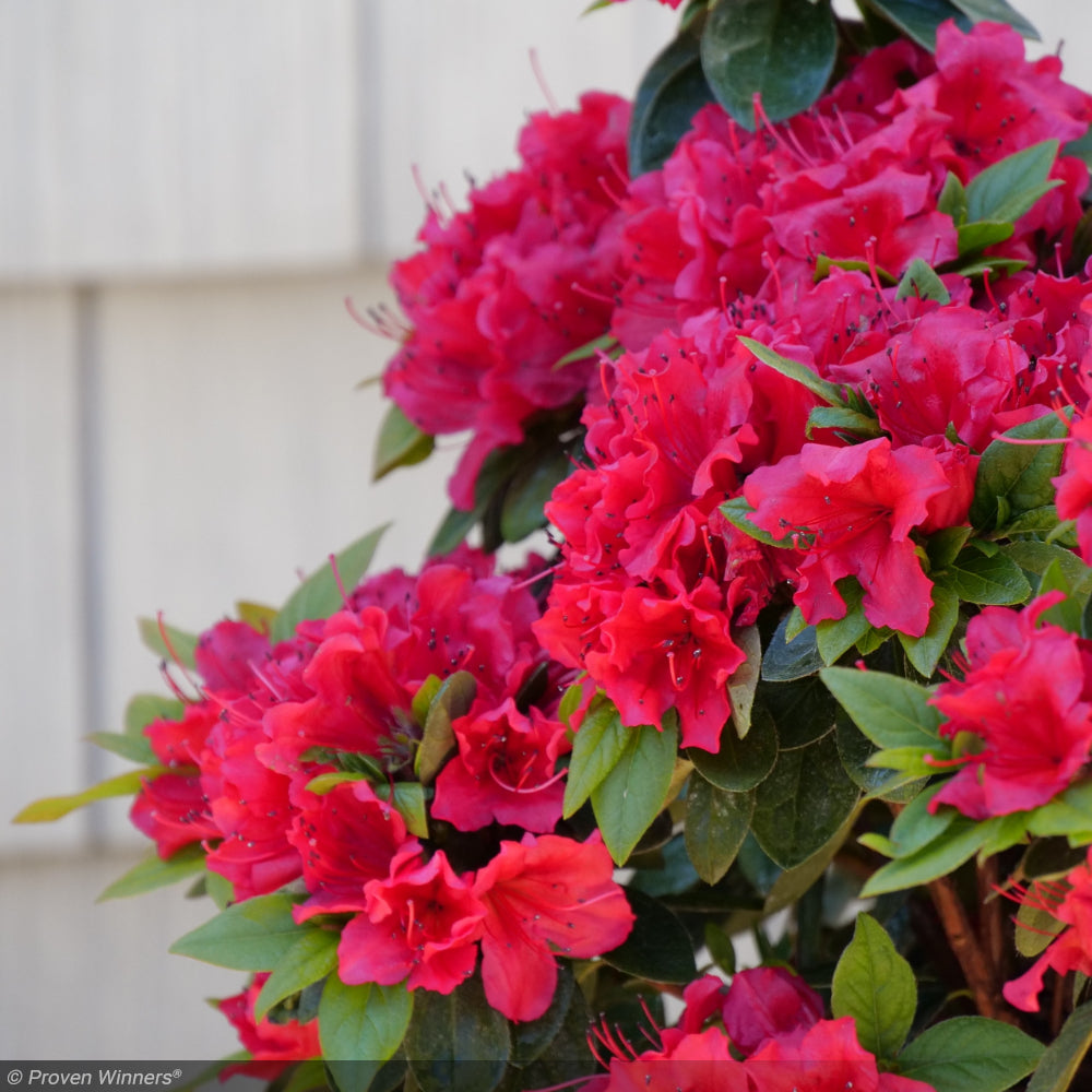 Azalea, Perfecto Mundo Red #3