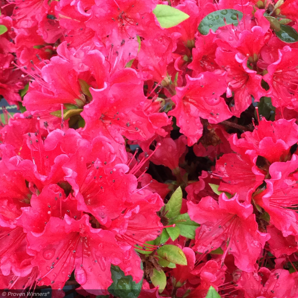 Azalea, Perfecto Mundo Red #3