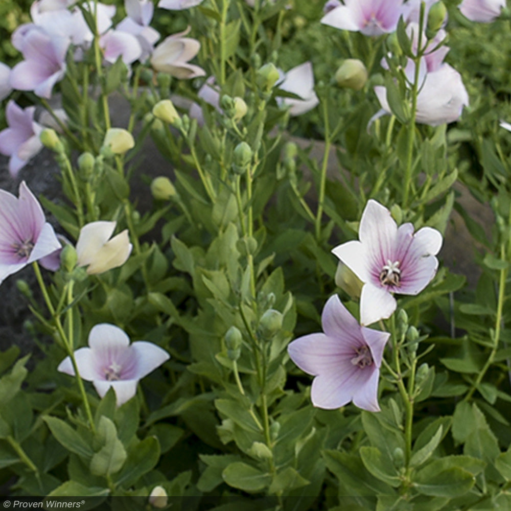 Balloon Flower, Astra Pink #1