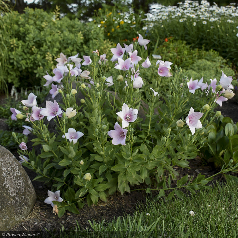 Balloon Flower, Astra Pink #1