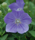 Load image into Gallery viewer, Balloon Flower, Sentimental Blue #2