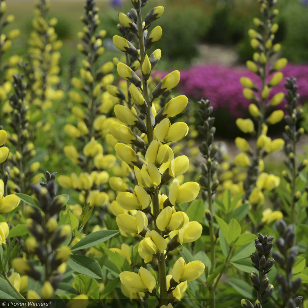 Baptisia, Decadence Lemon Meringue #1