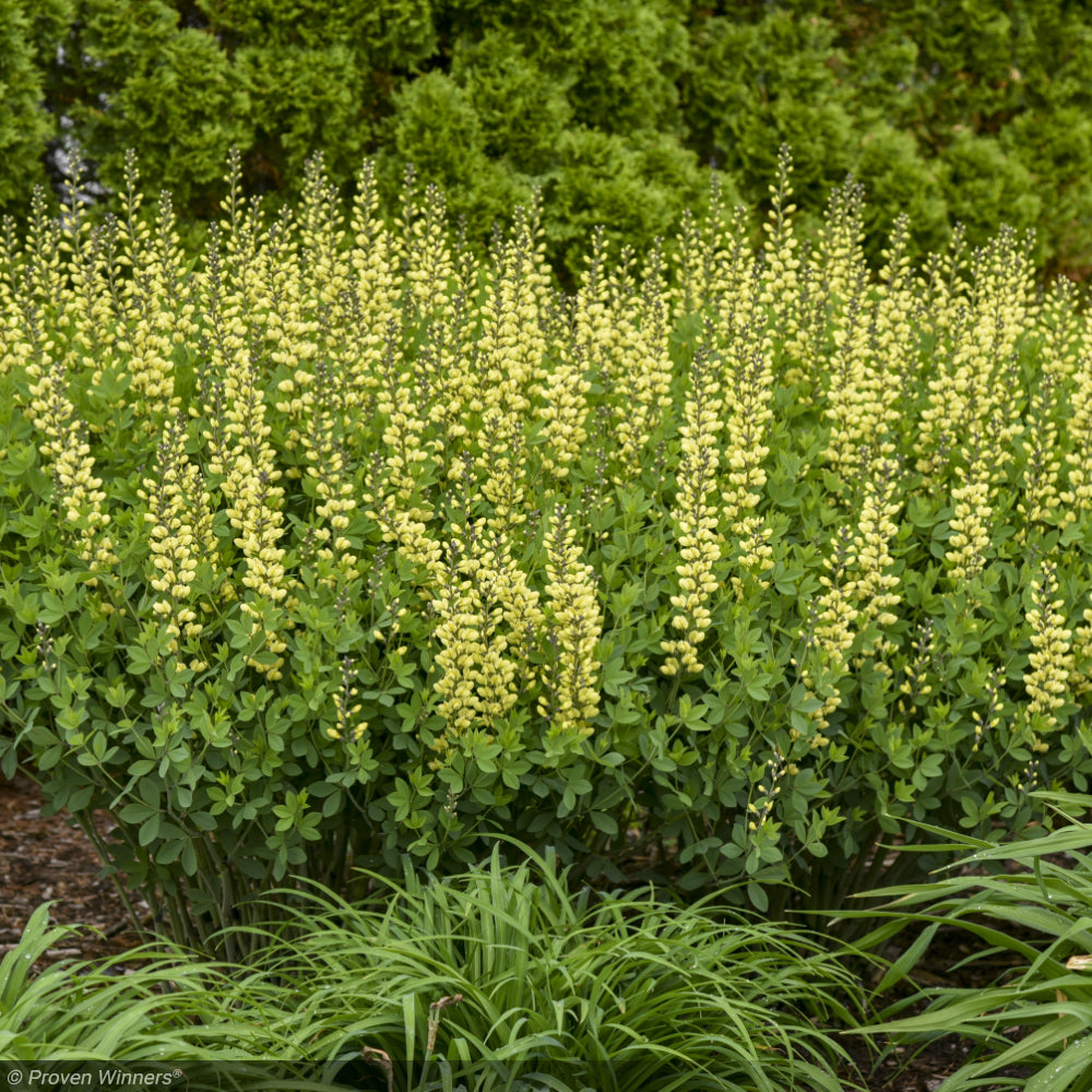 Baptisia, Decadence Lemon Meringue #1