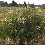 Load image into Gallery viewer, Baptisia, Decadence Pink Lemonade #1
