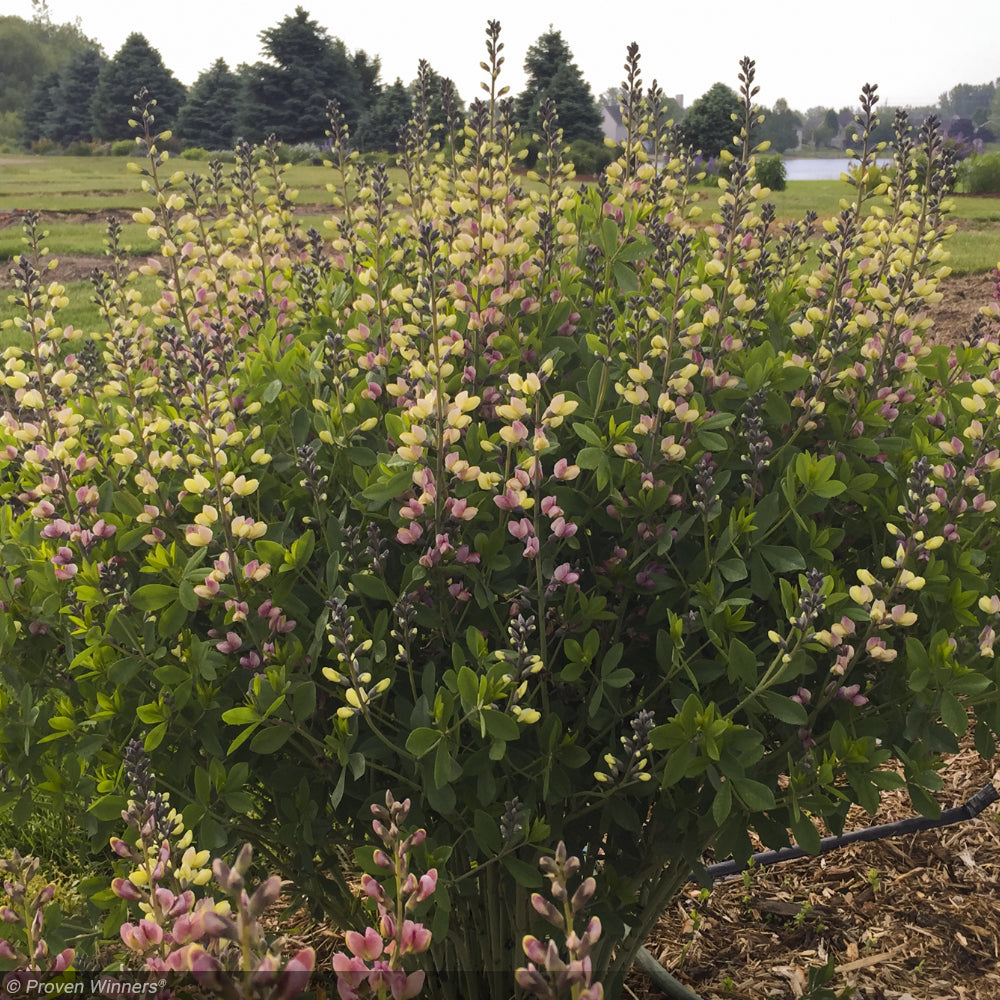 Baptisia, Decadence Pink Lemonade #1