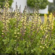 Baptisia, Decadence Pink Lemonade #1