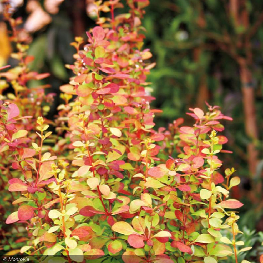 Barberry, Golden Rocket #2