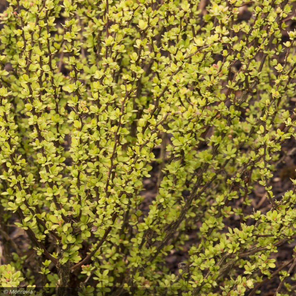 Barberry, Golden Rocket #2