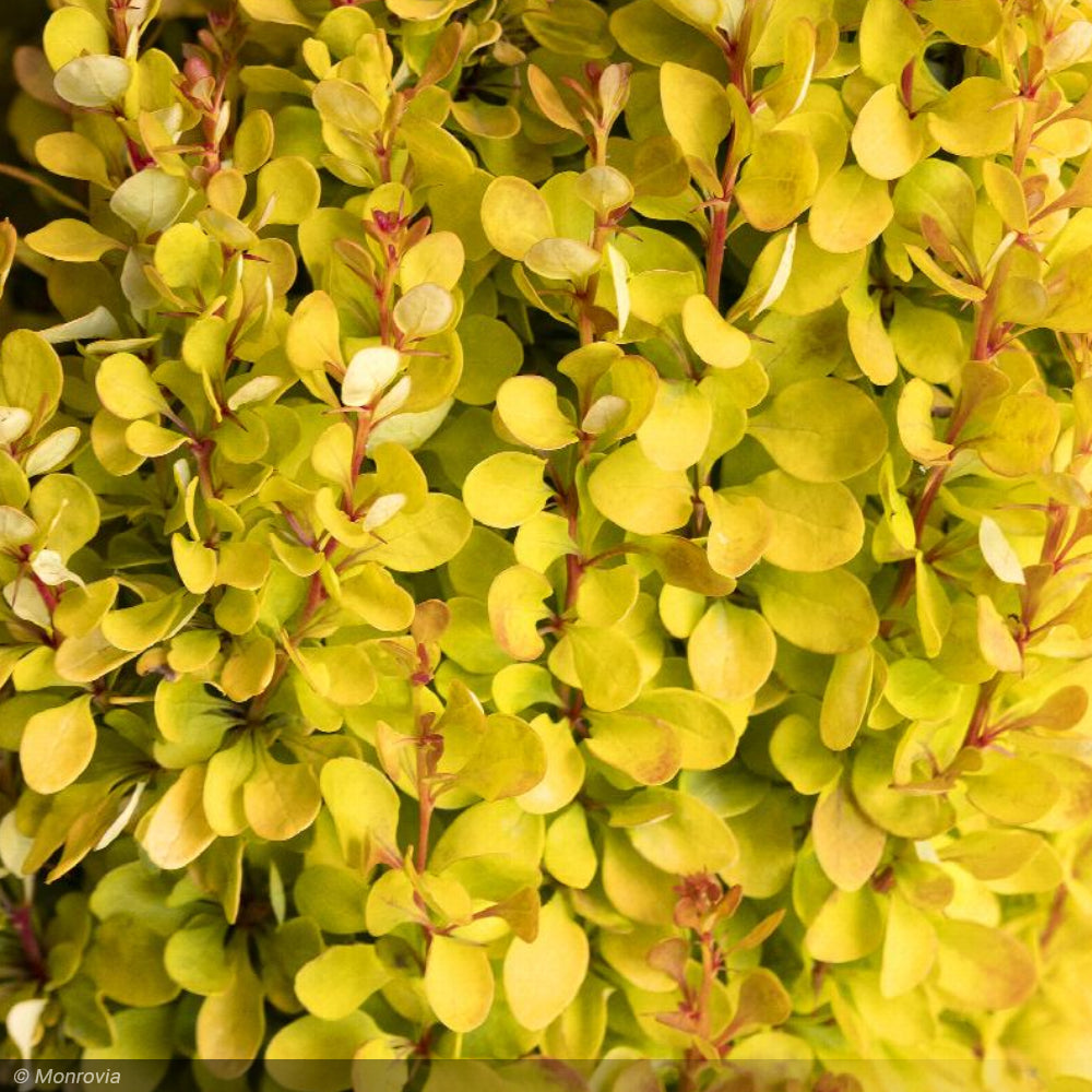 Barberry, Golden Rocket #2