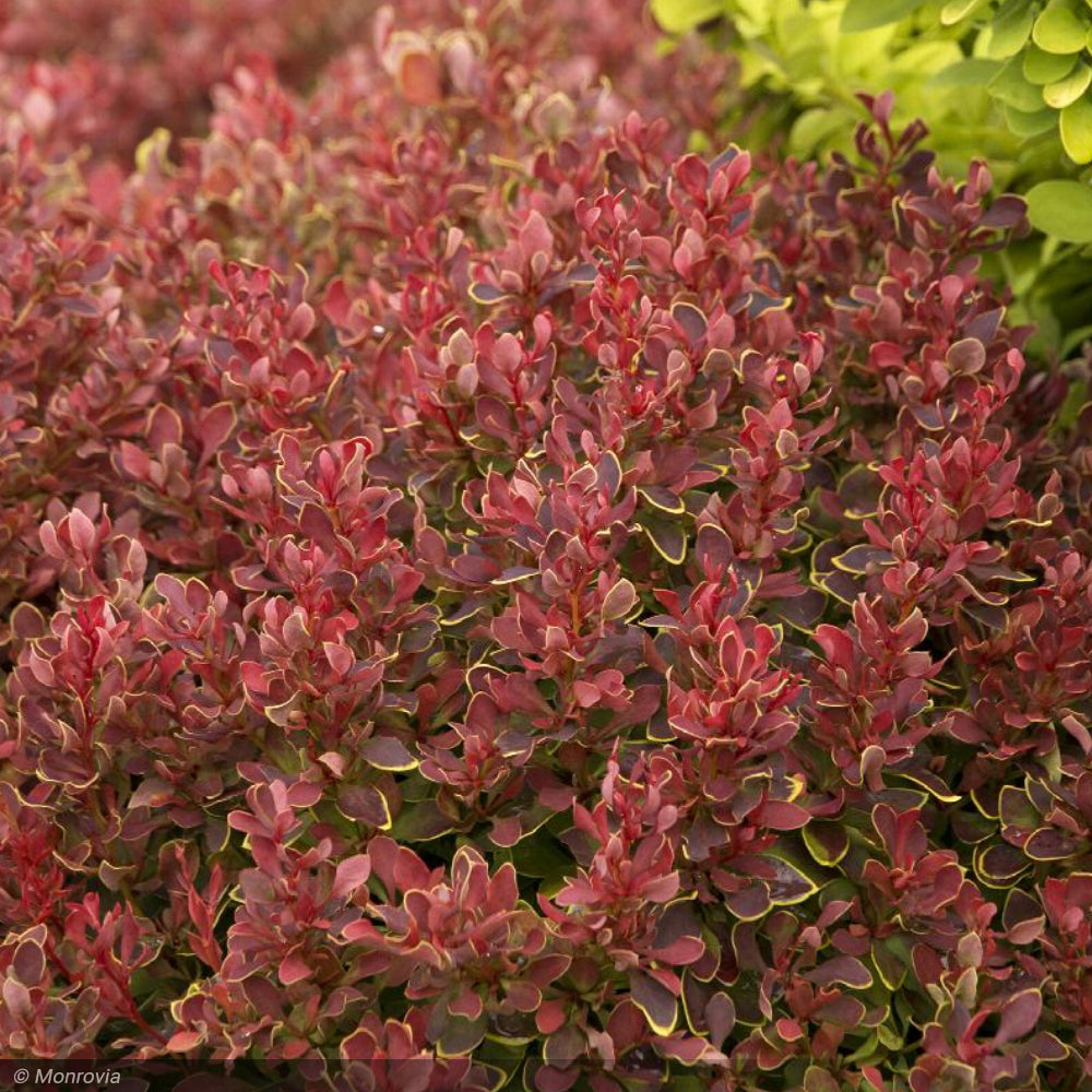 Barberry, Golden Ruby #2