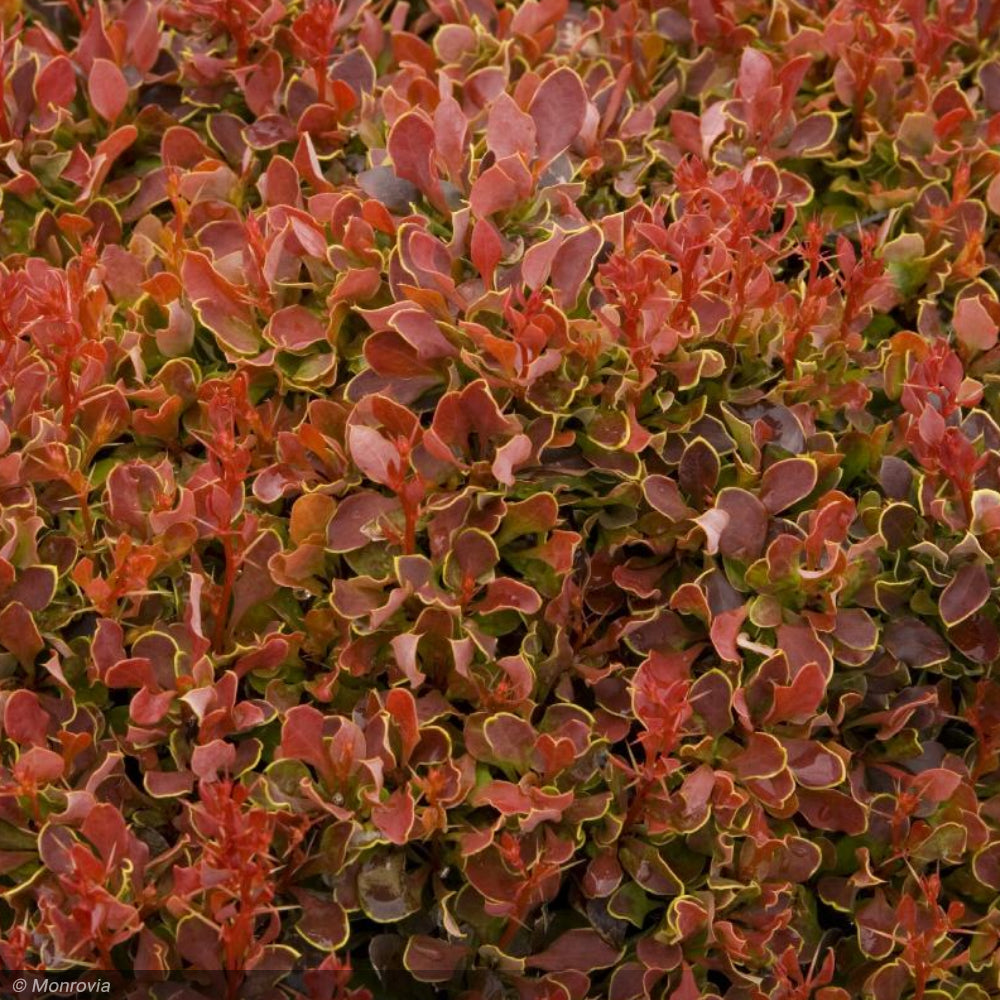 Barberry, Golden Ruby #2