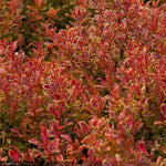 Load image into Gallery viewer, Barberry, Golden Ruby #2
