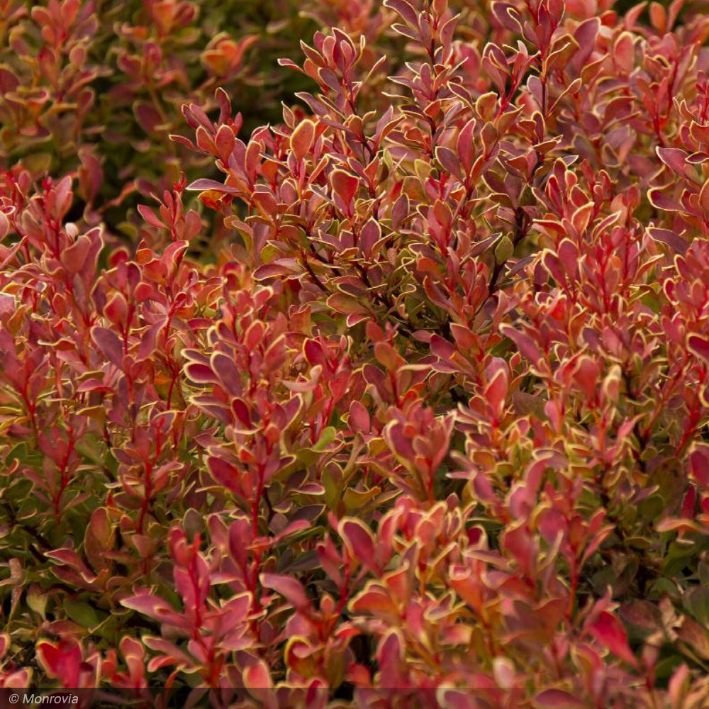 Barberry, Golden Ruby #2