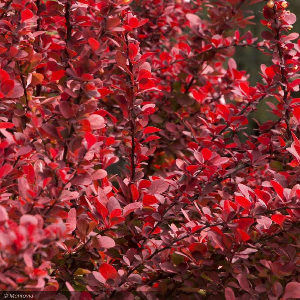 Barberry, Orange Rocket #3 – Greenwood Creek Nursery