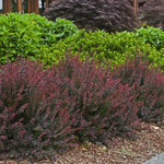 Load image into Gallery viewer, Barberry, Royal Burgundy #3