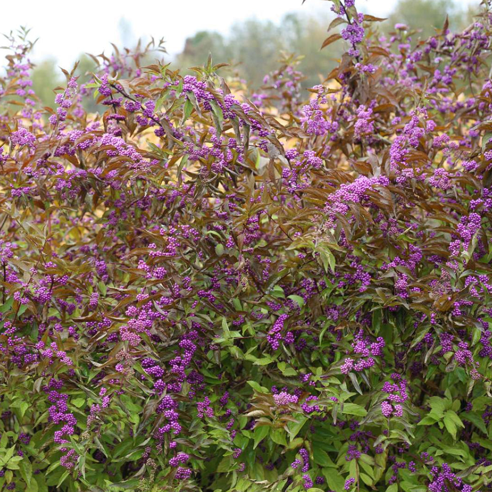 Beautyberry, Early Amethyst #3