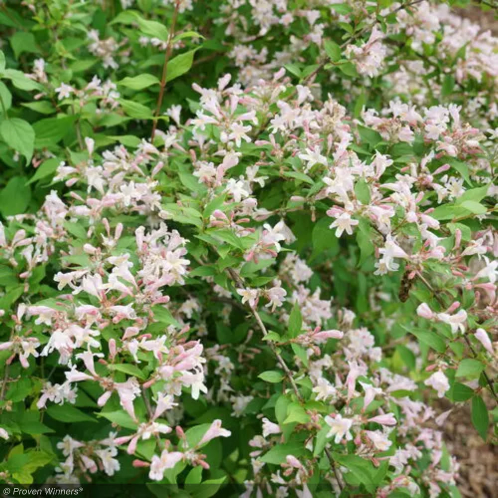 Beautybush, Jolene Jolene #3 – Greenwood Creek Nursery
