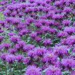 Load image into Gallery viewer, Bee Balm, Balmy Purple #1