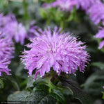 Load image into Gallery viewer, Bee Balm, Blue Moon #2
