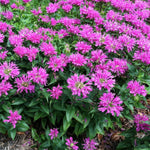 Load image into Gallery viewer, Bee Balm, Petite Delight #1