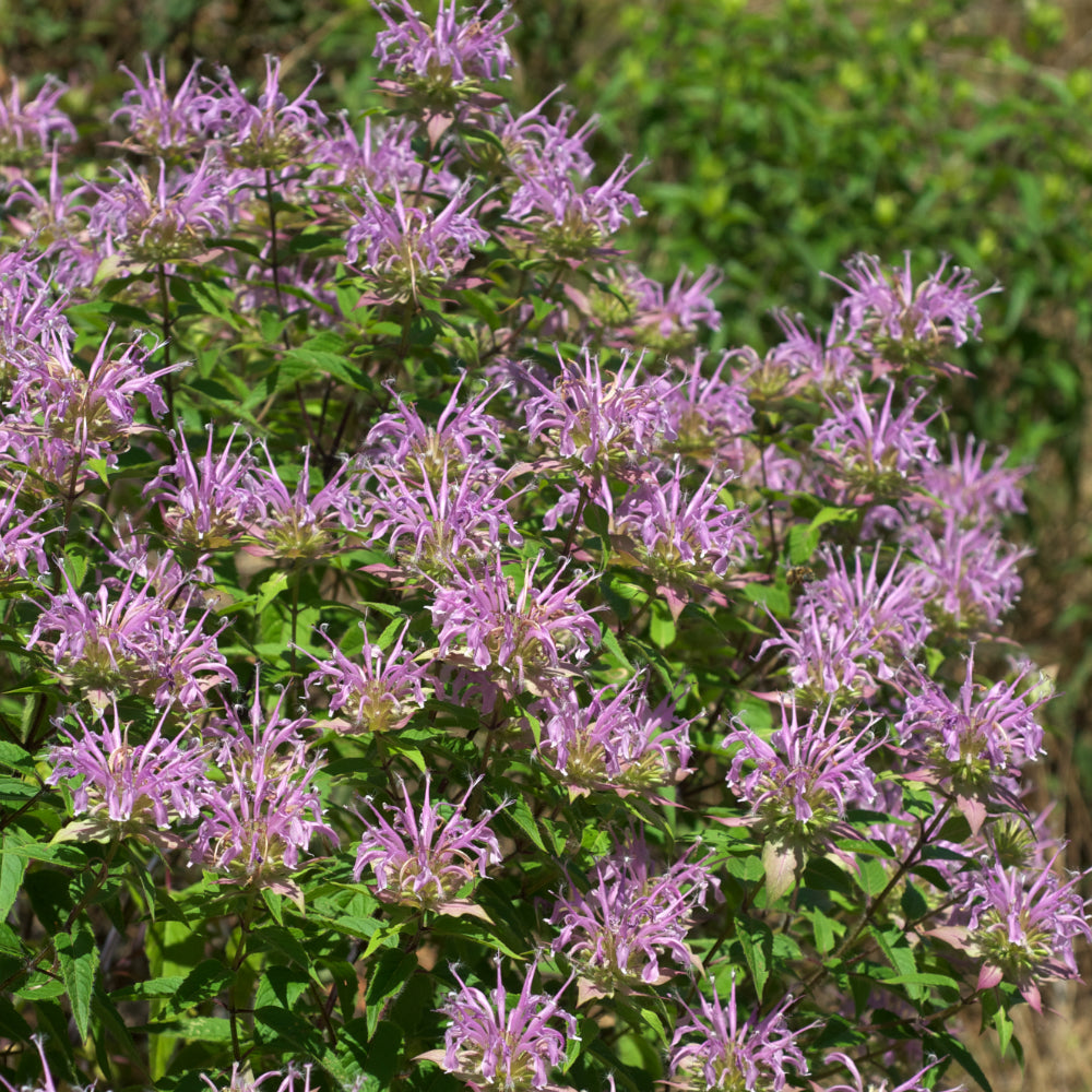 Bee Balm, Fistulosa #1