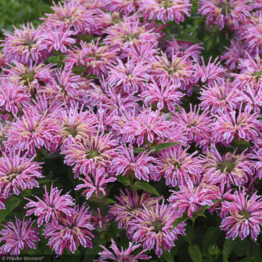 Bee Balm, Leading Lady Pink #1